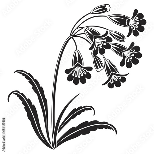 Black and white illustration of a flowering plant with bell shaped flowers and leaves