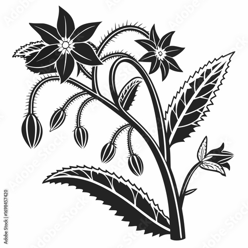 Black and white illustration of a flowering plant with spiky stems and leaves