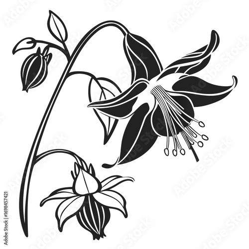 Black and white illustration of a fuchsia flower and buds on a stem
