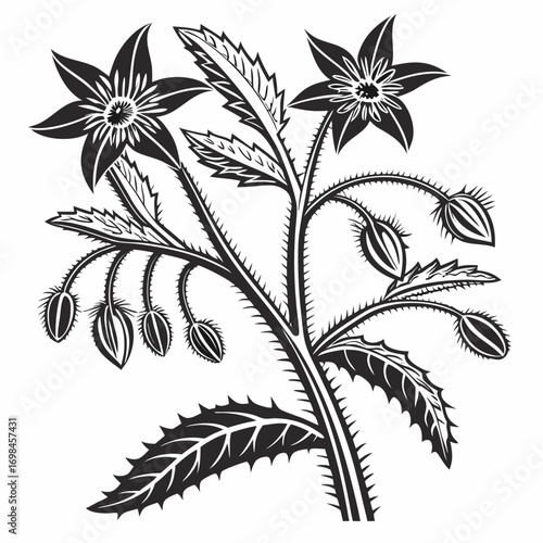 Black and white illustration of a flowering plant with spiky stems and leaves