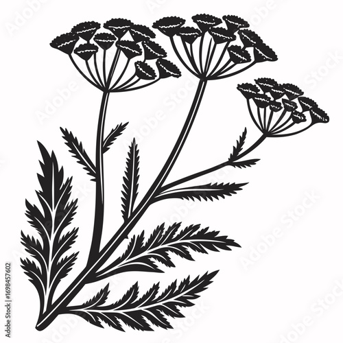 Black and white illustration of a dill plant with flowers and leaves