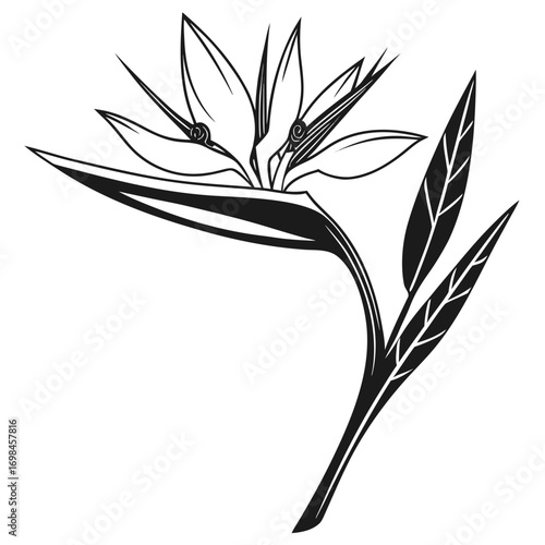 Stylized black and white bird of paradise flower illustration
