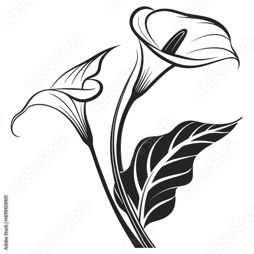 Elegant black and white illustration of calla lilies and a leaf