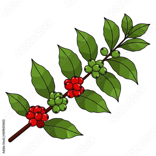 Illustration of a coffee plant branch with green leaves and clusters of red and green coffee cherries