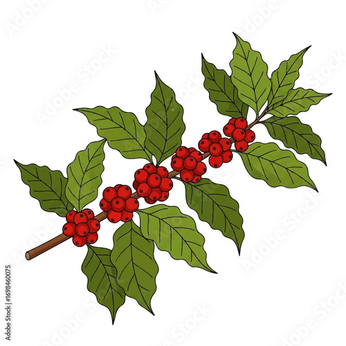 Illustration of a coffee plant branch with green leaves and ripe red coffee cherries