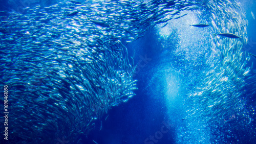 巨大なイワシの群れ　水族館　絶景