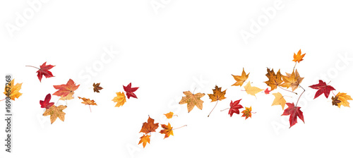 Falling leaves, autumn foliage on transparent background, beautiful background of orange and gold leaves. Vector maple leaf, png, flying foliage from tree.	
