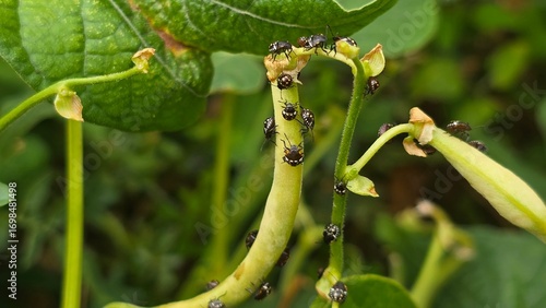 Close-up of green vegetable bugs gathered on a bean plant stem, showing pest infestation and agricultural crop damage in the garden