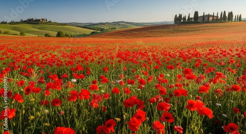 Vibrant red poppy fields blanket the rolling green hills of Tuscany, Italy, with traditional farmhouses and cypress trees under a clear blue sky.