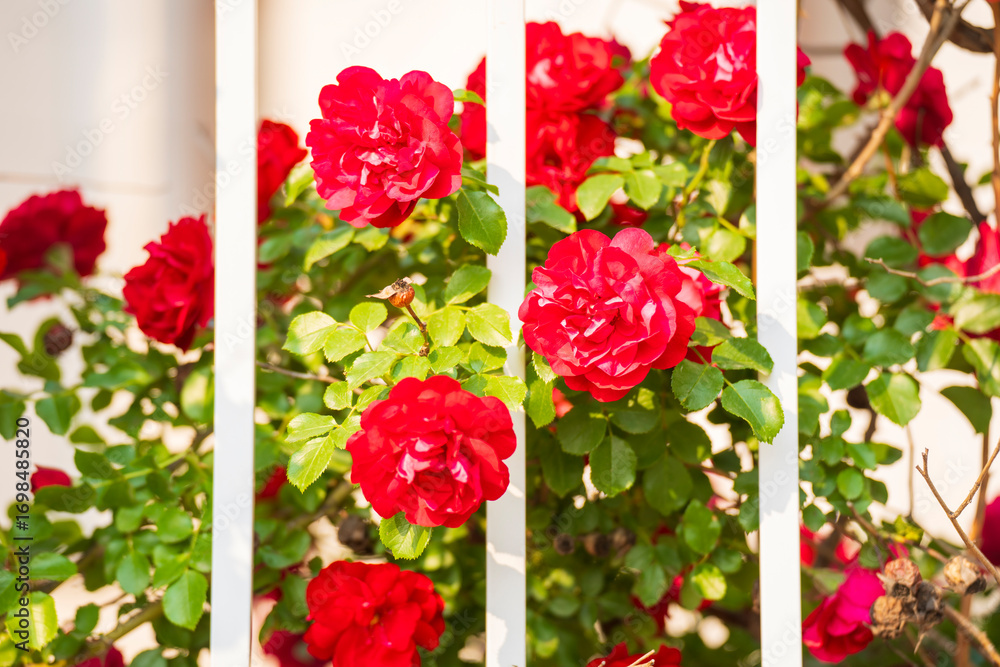 Obraz premium In the summer, rose is blooming