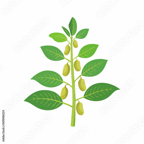 Raw soy, sprouts soybeans pods. Green fresh bean husk with seeds and leaves, soya natural vegetable plant.