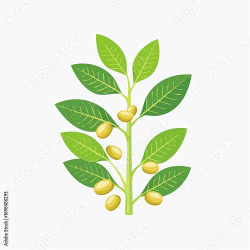 Raw soy, sprouts soybeans pods. Green fresh bean husk with seeds and leaves, soya natural vegetable plant.