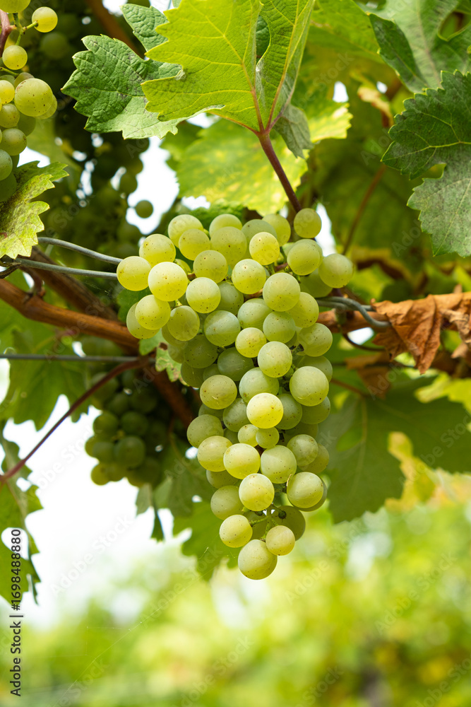 custom made wallpaper toronto digitalClose-Up of Ripe Grape Clusters on the Vine