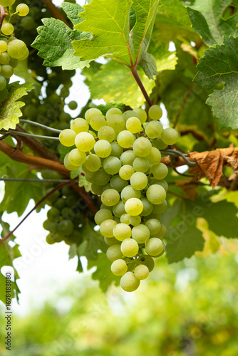Wallpaper Mural Close-Up of Ripe Grape Clusters on the Vine Torontodigital.ca