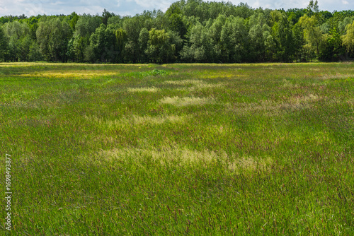 Unmown meadow during a cloudy day in the foothills of a deciduous forest