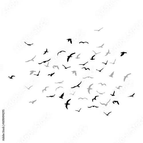 A flock of flying silhouette birds. Black on white background. Vector