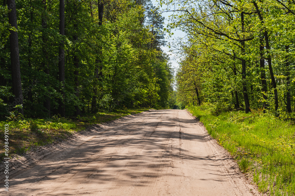 Fototapeta premium landscape with a sandy road through a green forest