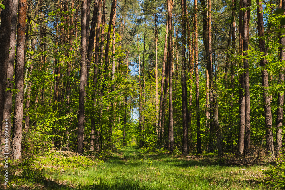 Fototapeta premium Landscape along a green grassy road through the forest at the beginning of spring