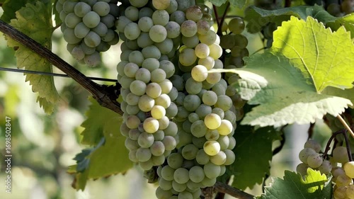 Wallpaper Mural Cutting a bunch of ripe grapes. Harvest and viticulture concept. Grapes harvesting. Close-up of ripe grapes on a vine for the preparation of wine. Torontodigital.ca