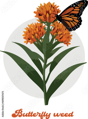 Butterfly weed logo vector white background .