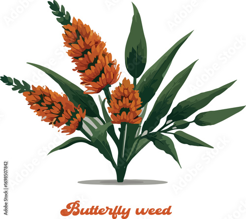 Butterfly weed logo vector white background .