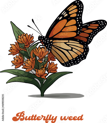 Butterfly weed logo vector white background .