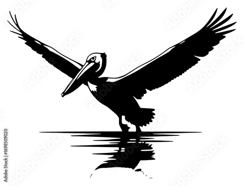 Flying pelican silhouette reflected in water