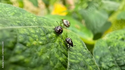 Green vegetable bugs on garden leaf close-up