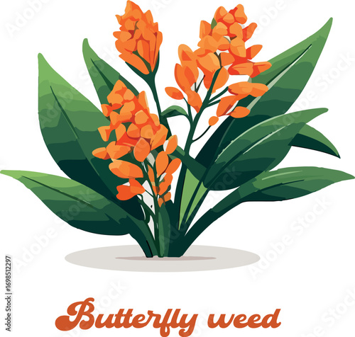 Butterfly weed logo vector white background .