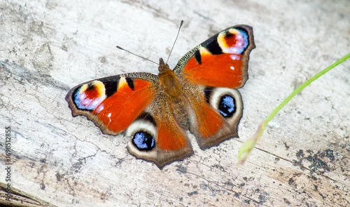 Fototapeta butterfly on the ground
