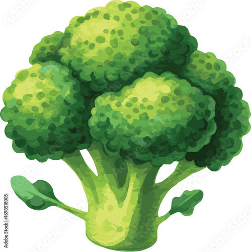 Watercolor vector illustration of a broccoli