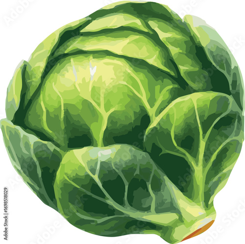 Vector watercolor painted illustration of a brussels sprout