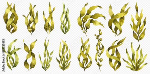 Collection of watercolor seaweed illustrations in various shapes and arrangements, isolated on a transparent background.
