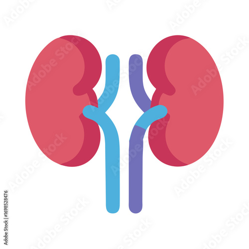 Anatomical kidneys and ureters visual illustration on a black backdrop