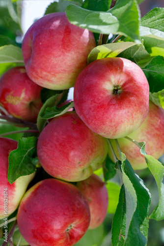 Apple orchard at harvest time