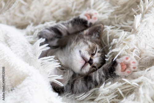Cute funny striped Scottish fold kitten sleeping lying on back white blanket on bed. Concept of adorable little pets. Relax domestic pets.