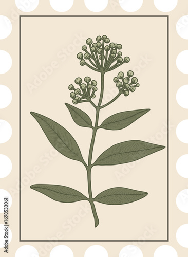 Vintage botanical illustration of wild plant with round seed pods and large green leaves in stylized stamp format.