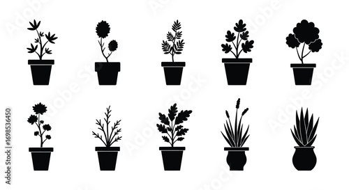 various potted plants arranged neatly in rows
