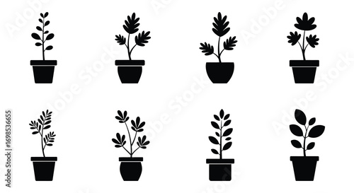 various potted plants arranged neatly in rows