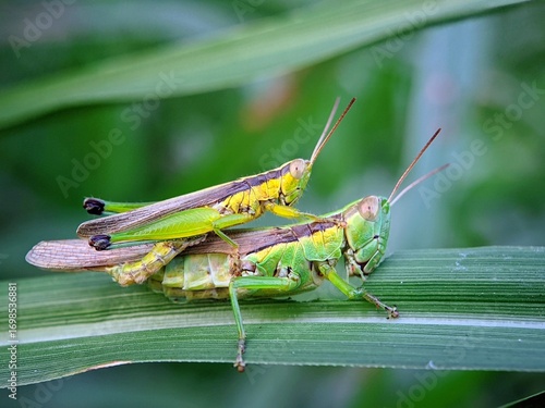 Wallpaper Mural Grasshoppers (Caelifera) Paired on Plant Stalks: A Symbol of Loyalty and Survival in Nature Torontodigital.ca