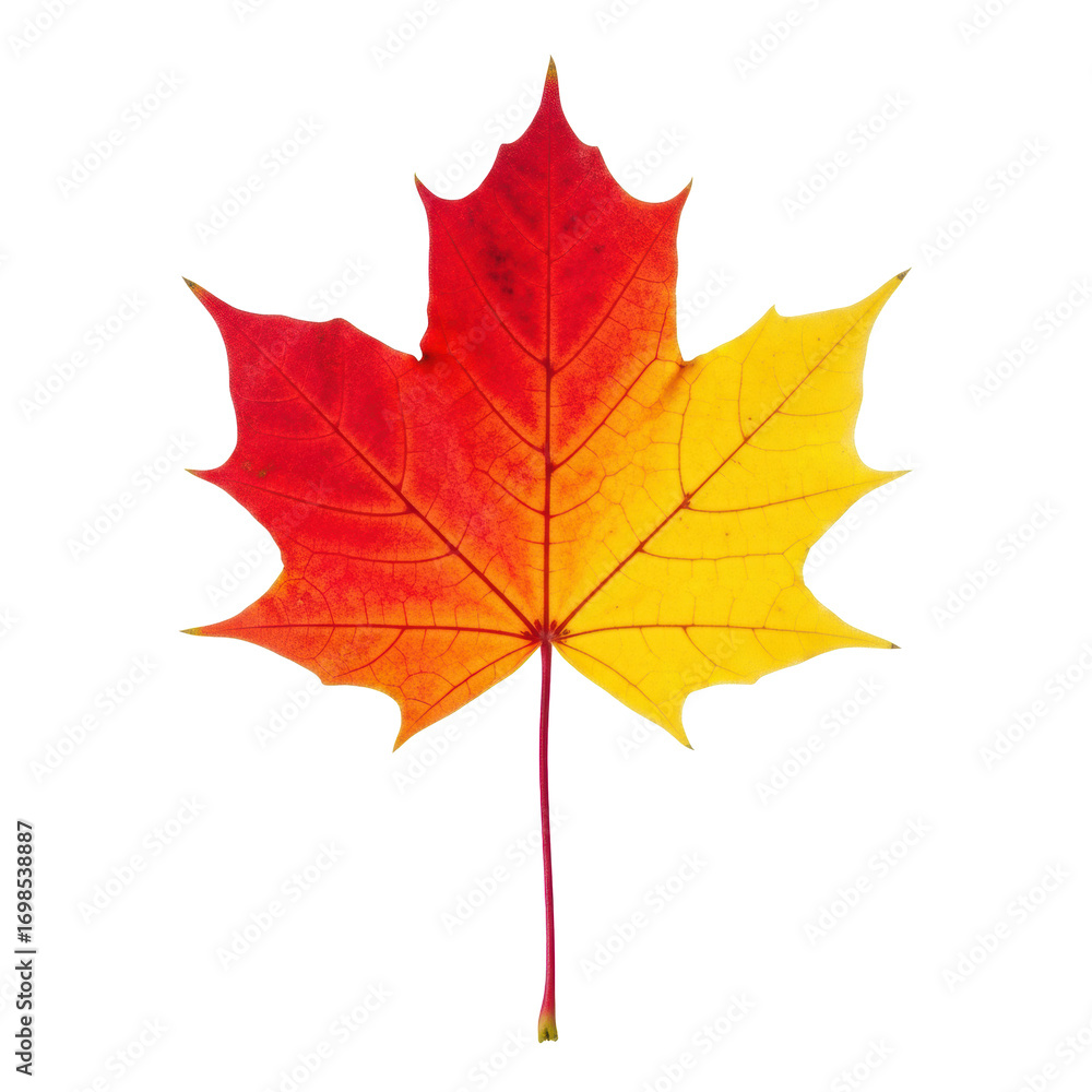 Obraz premium Close-up of vibrant maple leaf, crimson, orange, golden yellow autumn colors, intricate venation, on transparent studio background with copy space, soft light. Concept of autumn's natural beauty
