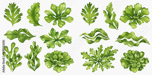 A beautiful watercolor set of various green seaweed and marine algae, showcasing different underwater plant forms.