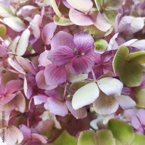 Lilac and light green petals of hydrangea flowers