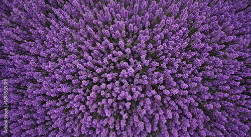 Top view of lavender field in vibrant purple color  