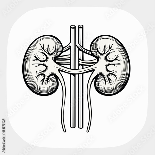 Anatomical Representation of Human Kidneys and Vascular System Medical Health Science Concept