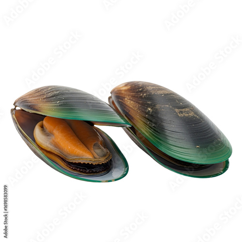 Two green lipped mussels open and closed in studio shot seafood shellfish delicacy gourmet on transparent background