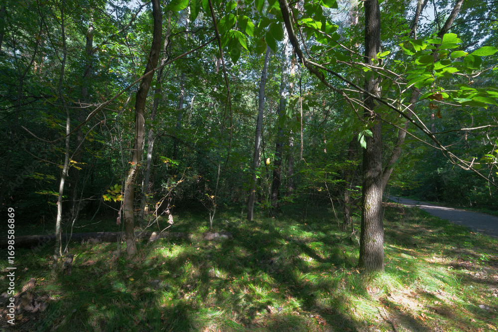 Obraz premium Lush Forest Scene with Sunlight Filtering Through Trees