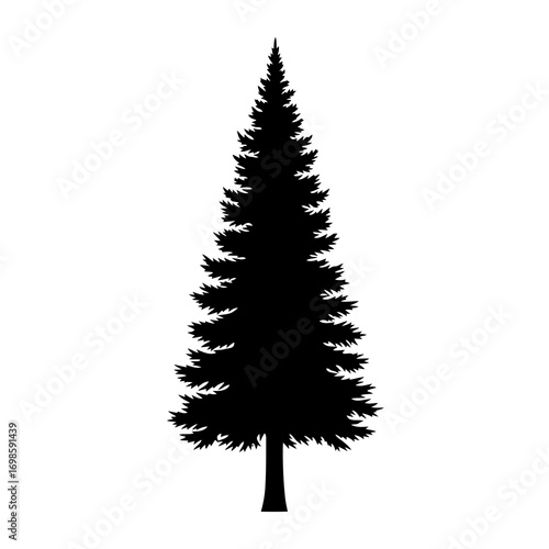 Tall evergreen tree silhouette isolated on white background