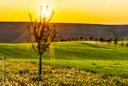 Fototapeta Naklejka Na Ścianę i Meble -  Sunrise over Šardice biostrips in South Moravia, Czech Republic. Scenic rural landscape with fields, trees and blooming meadow glowing in golden morning light