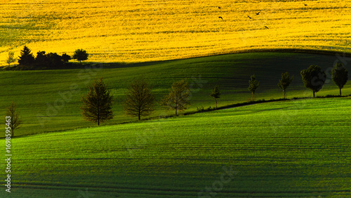 Wallpaper Mural Moravia, Moravian Tuscany, rolling hills, sunrise, spring, countryside, rural, landscape, nature, field, agriculture, farmland, green, meadow, scenic, travel, Europe, morning light, tree, horizon, wav Torontodigital.ca